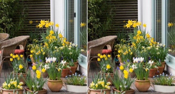 razlike-foto-profimedia-1457014172-856113