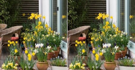  Možete li vi pronaći 6 razlika i jednog malog miša!