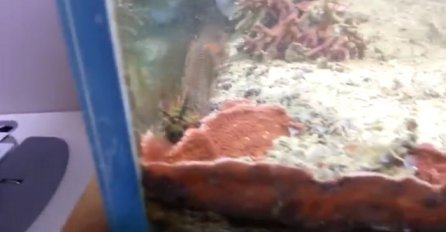Otkrio je da u njegovom akvarijumu već godinama živi ova jeziva životinja (VIDEO)