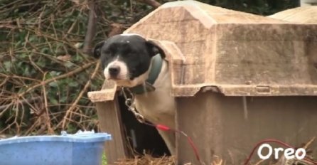 Skoro čitav život proveo na lancu, kada su ga oslobodili reagovao je čudesno (VIDEO)