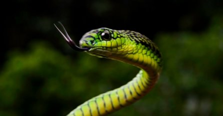 Lijek za Alzheimerovu bolest krije se u zmijskom otrovu