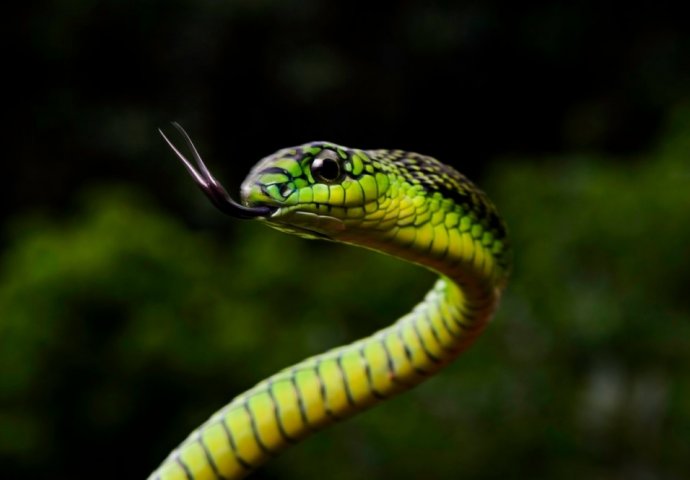 Lijek za Alzheimerovu bolest krije se u zmijskom otrovu