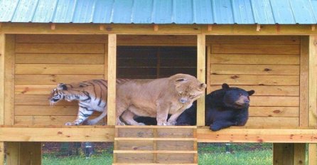 Medvjed, lav i tigar kao braća: Oduševit ćete se kada vidite kolika je to ljubav (VIDEO)