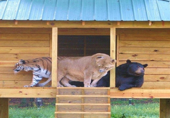 Medvjed, lav i tigar kao braća: Oduševit ćete se kada vidite kolika je to ljubav (VIDEO)
