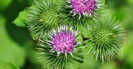 Ovaj korijen ima iznenađujuća ljekovita svojstva