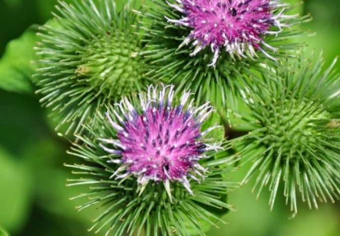 Ovaj korijen ima iznenađujuća ljekovita svojstva