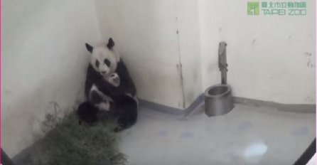 Jedna je majka: Mala panda zaspala u zagrljaju svoje majke, sve pršti od ljubavi (VIDEO)