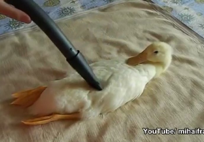 Ovaj snimak će vam popraviti dan: Počeli da "usisavaju" patku a njena reakcija je hit (VIDEO)