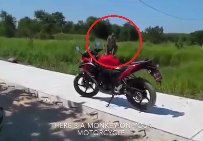 Ugledao je majmuna na motoru: Kada ga je pokušao skinuti, desilo se nešto što će dugo pamtiti (VIDEO)
