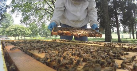 Ovaj čovjek pravi med od marihuane: Njegove pčele skupljaju smolu iz kanabisa (VIDEO)