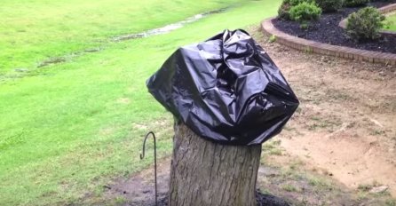 Posjekao je stablo i prekrio panj plastičnom vrećom: Njegova supruga je bila oduševljena krajnjim rezultatom