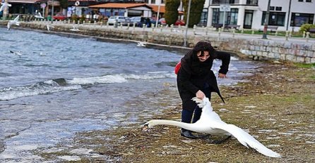 Žena na Ohridu ubila labuda zbog selfieja