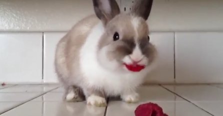 Upozoravamo vas: Snimak ovog zeca dok jede maline može izazvati veliki izliv emocija (VIDEO)