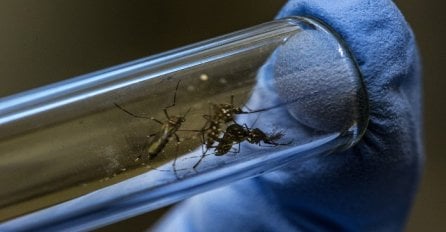 U Japanu zabilježen novi slučaj zaraze virusom zika