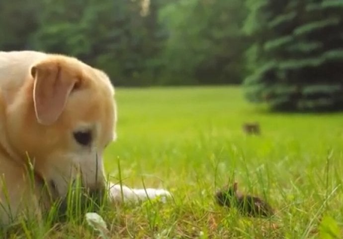 Neodoljivo: Mali medeni zeko misli da mu je ovaj pas majka, pogledajte šta je uradio (VIDEO)