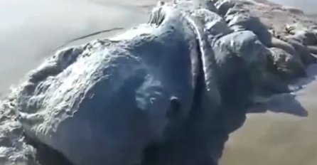 Čudovišno stvorenje nasukalo se na popularnoj plaži (VIDEO)