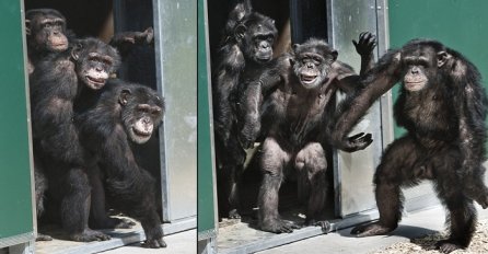 Istopit će vam se srce: Ove čipanze su bile 30 godina zatvorene, onda su ugledali svjetlo dana