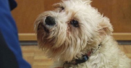 Ovaj video je mnoge rasplakao: Pogledajte šta je ovaj pas uradio svojoj bolesnoj vlasnici