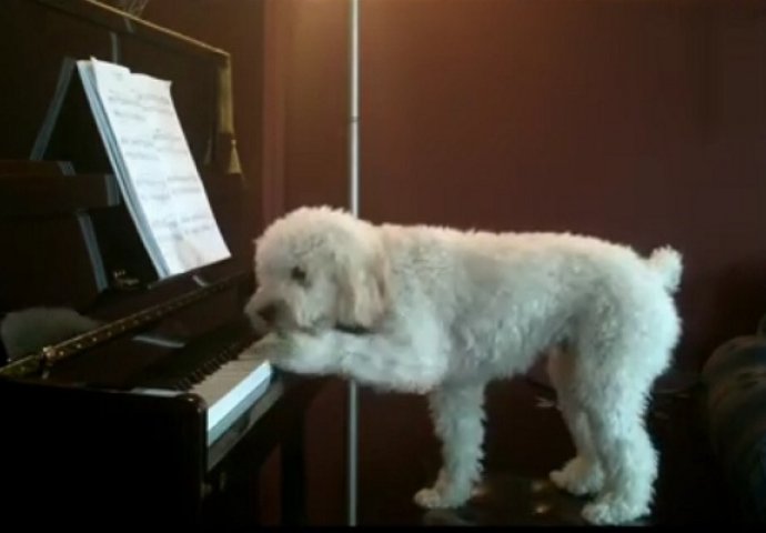 Ovaj pas ima neobičan talenat, pogledajte kako će vas zadiviti (VIDEO)