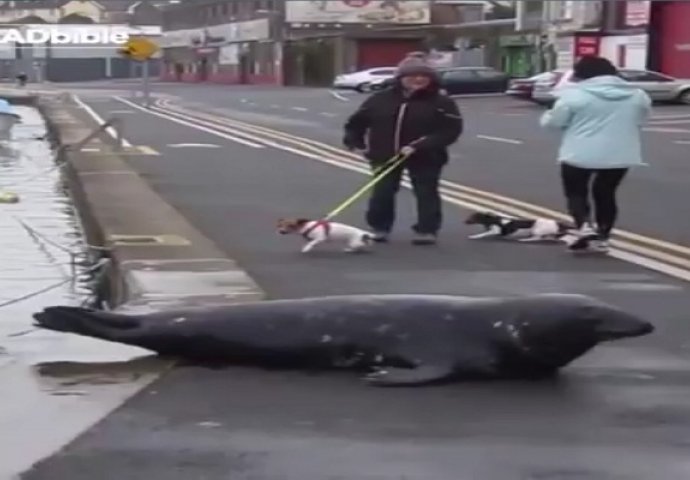 Svakoga dana izlazi iz mora i prelazi put: Kada vidite razlog oduševit ćete se (VIDEO)