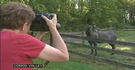 Fotografisala je konje a onda se začuo plač: Pogledajte šta je pronašla u travi (VIDEO)