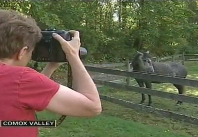 Fotografisala je konje a onda se začuo plač: Pogledajte šta je pronašla u travi (VIDEO)