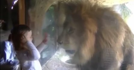 Mala djevojčica prišla lavu i poslala poljubac: Onda se desilo nešto neočekivano (VIDEO)