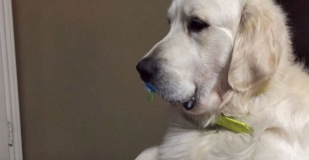 Niko nije vjerovao šta njen pas radi svake noći: Pa je odlučila sve da snimi (VIDEO)
