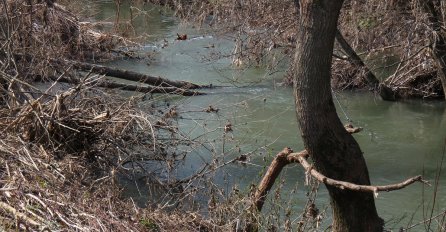 U BiH ih nije bilo više od 100 godina: Dabrovi naselili rijeku Jablanicu kod Gradiške