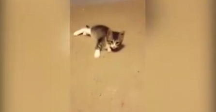Mala maca je prvi put vidjela svoj odraz u ogledalu: Njena reakcija je urnebesna (VIDEO)