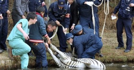 Još jedna smrt nesretne životinje zbog ljudske gluposti