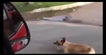 Vjerni pas pratio ambulantna kola u kojima je bio njegov vlasnik sve do bolnice (VIDEO)