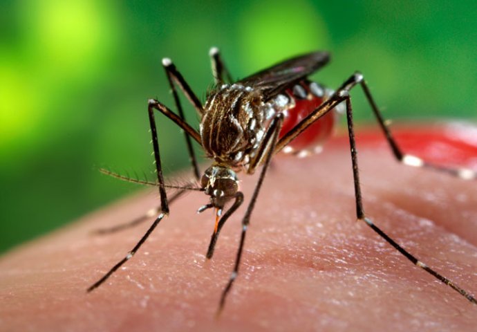 U Makedoniji prvi slučaj sa simptomima Zika virusa