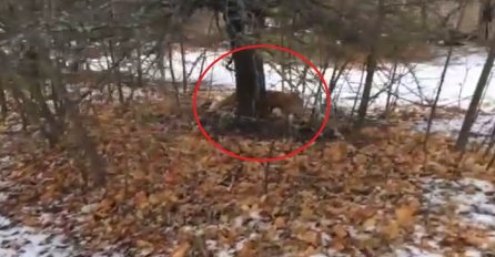 Šetao je kroz snježnu šumu, a onda je naišao na ovu životinju (VIDEO)