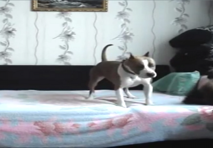 Konačno je otkriveno: Pogledajte šta rade vragolani kada vlasnici nisu kod kuće (VIDEO)