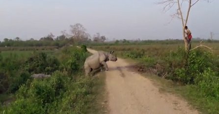 Muškarac se morao popeti na drvo zbog bijesne ženke nosoroga (VIDEO)