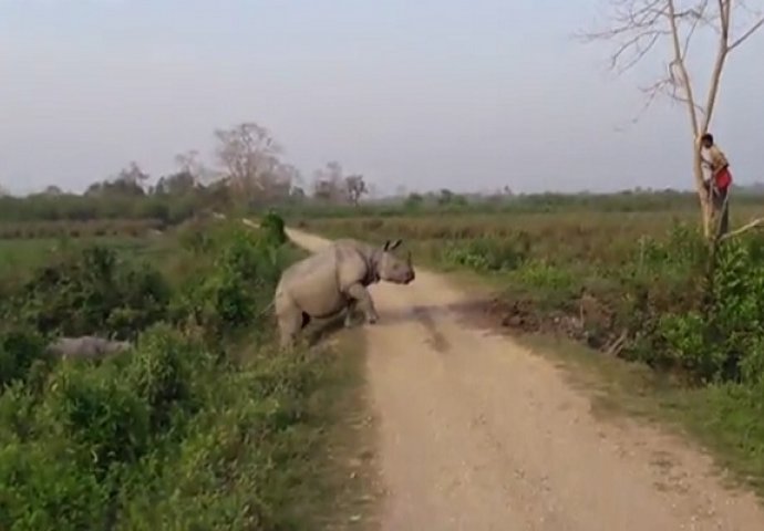 Muškarac se morao popeti na drvo zbog bijesne ženke nosoroga (VIDEO)