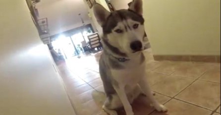 Ne postoji prepreka koju ovaj slatki pas neće preskočiti da bi dobio svoju kost (VIDEO)
