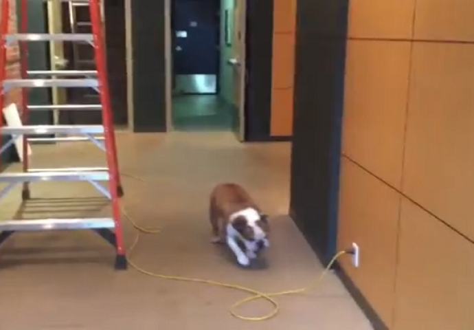 Ovaj buldog se plašio da pređe preko kabla: Ono što je uradio nasmijalo je milione (VIDEO)