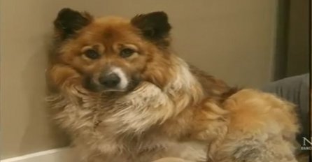 Prestravljeni pas sjedio je u ćošku nakon što je spašen: Pogledajte šta su pronašli ispod njega (VIDEO)