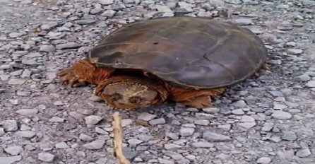 Uzeo je štap u ruke i počeo gnjaviti kornjaču: Ona mu se brutalno osvetila (VIDEO)