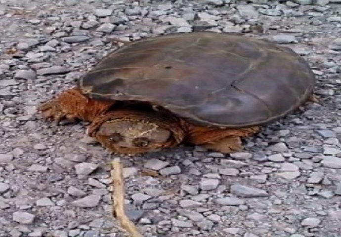 Uzeo je štap u ruke i počeo gnjaviti kornjaču: Ona mu se brutalno osvetila (VIDEO)