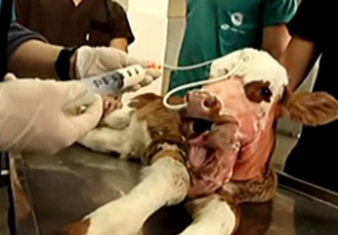 Rođeno neobično tele, veterinari u čudu: 'Ovo još nismo vidjeli'