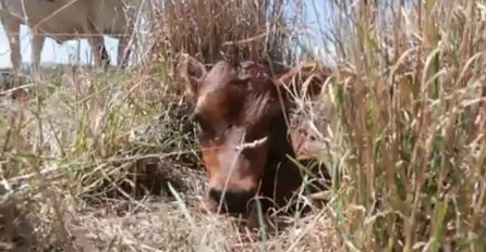 Krava sakrila tele u veliku travu da ga farmer ne pronađe, pogledajte zašto (VIDEO)