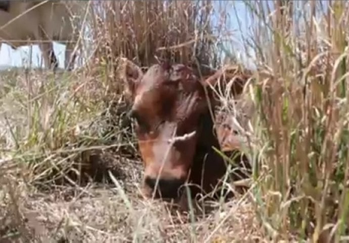 Krava sakrila tele u veliku travu da ga farmer ne pronađe, pogledajte zašto (VIDEO)