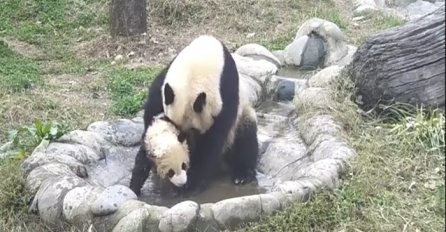 Mala panda ne želi da se kupa: Kada vidite šta mama panda radi istopiti će vam srce (VIDEO)