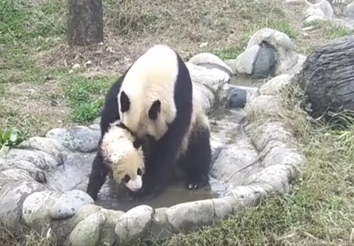 Mala panda ne želi da se kupa: Kada vidite šta mama panda radi istopiti će vam srce (VIDEO)