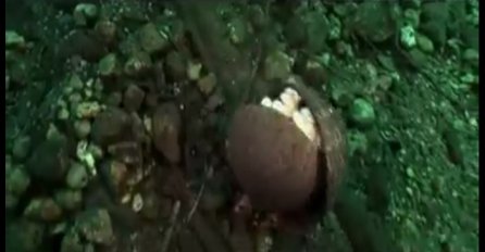 Ugledao je kokos na dnu okeana: Ono što se krije unutra je najluđa stvar koju je vidio (VIDEO)