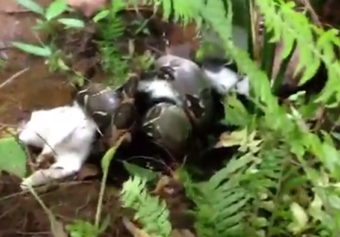 Vidio je kako njegovu mačku davi "Kraljevski" udav: Nećete vjerovati šta je uradio ovaj čovjek (VIDEO)