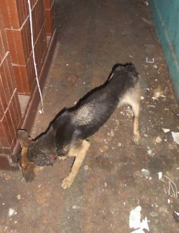 4-2-16-rescue1-453x590